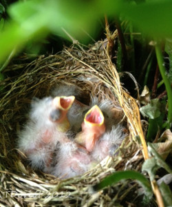 The baby wrens with their mouths open waiting for food.