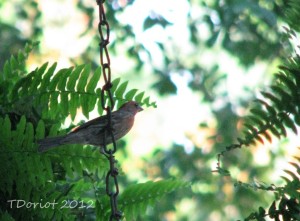 He is sitting on the porch swing chain getting ready to leap into the nest. This male has quite a bit of rosy red on both his head and chest.