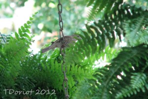 She is clutching the porch swing chain making sure it's safe to visit the nest. Her coloring is grey with lighter grey striping on her wings and head.