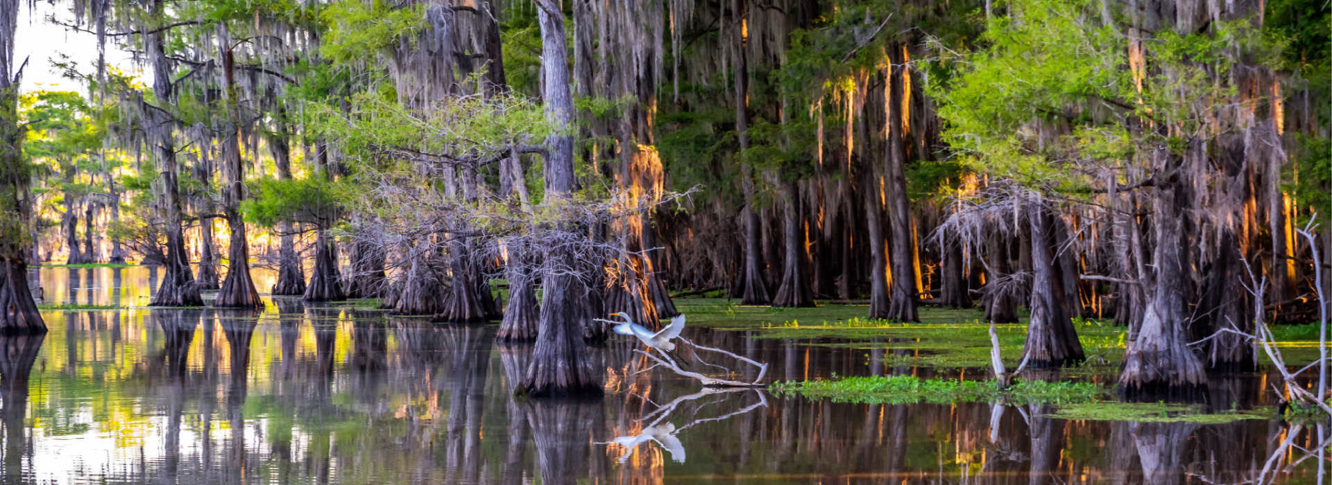 white bird over lake water surrounded by brown trees