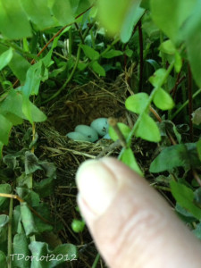 The nest with 5 blue eggs and my finger in the picture shows the size perspective of the eggs.