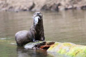 a brown river otter sitting on a brown and yellow moss coverd log eating a silver and blue fish