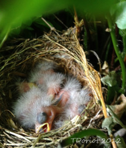 Five little baby finches in the nest. They are just fuzzy right now with big black looking eyes that are still closed.