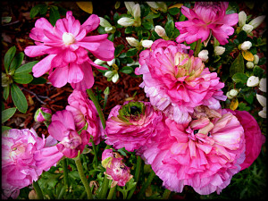 Spring Flowers