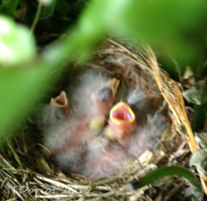 Three baby wrens with their mouths open waiting for some food to be put in their mouths.