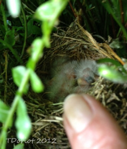 The baby birds quickly go back to sleep, I put my index finger in the picture frame to show the perspective of the size difference.